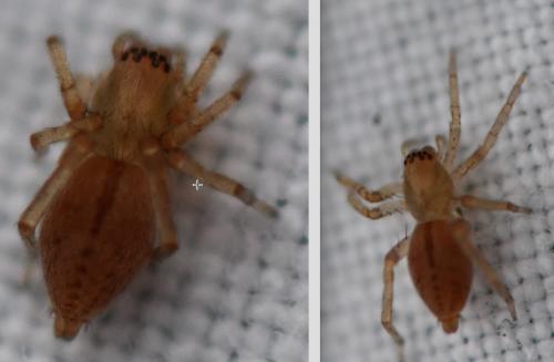 Réf. 270 286 : Clubiona comta